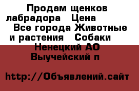 Продам щенков лабрадора › Цена ­ 20 000 - Все города Животные и растения » Собаки   . Ненецкий АО,Выучейский п.